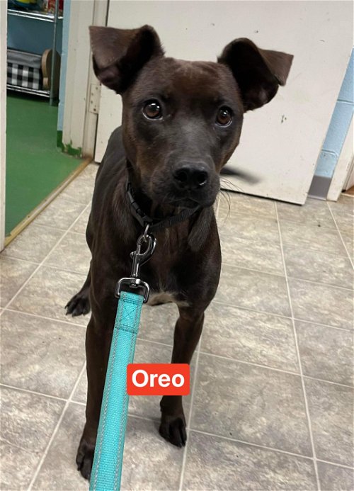 Oreo - At shelter