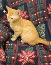 Chase: Not at shelter