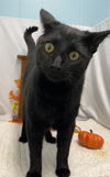 BatCat: At the shelter