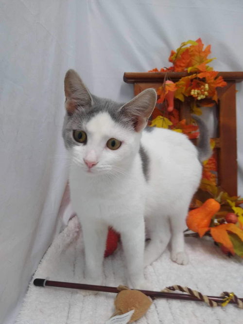 Plum - At shelter