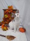 Plum - At shelter