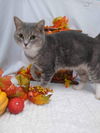 Wolf: At Lynchburg Petsmart
