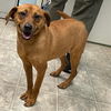 adoptable Dog in  named Luxco: Not At shelter (Kendra)