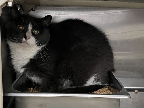 Willie Nelson: At the  shelter