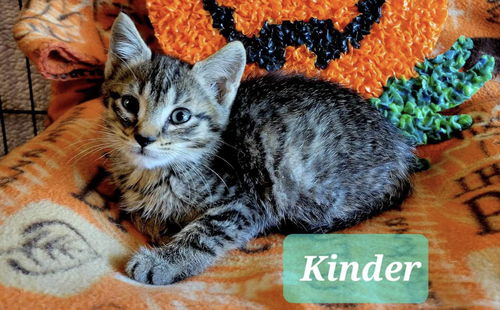 Kinder: Visit at Petsmart Lynchburg