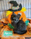 Spritz: Not At shelter