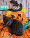 Spritz: Not At shelter