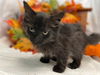 Spritz: Not At shelter