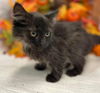 Spritz: Not At shelter