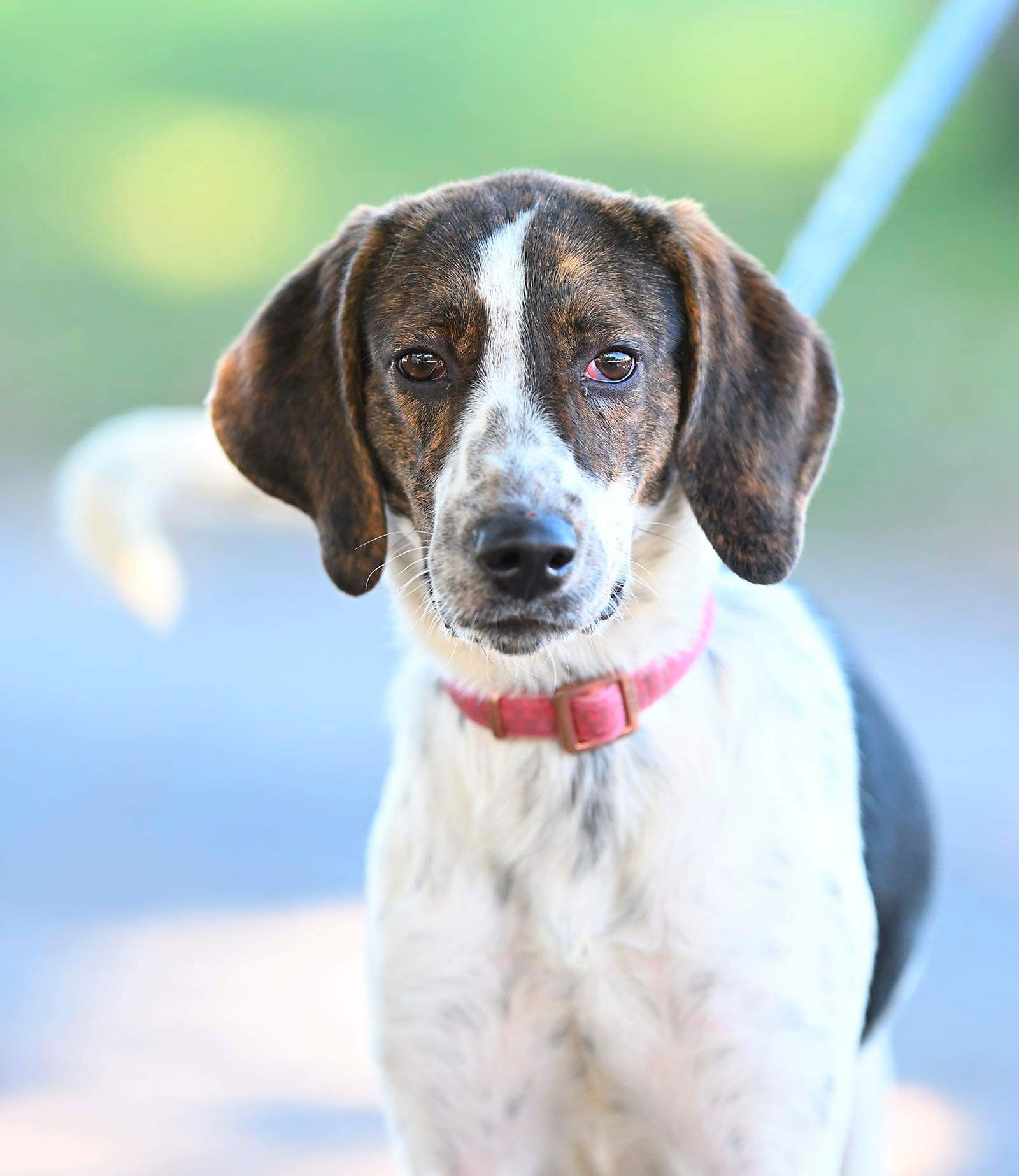 adoptable Dog in Rustburg, VA named Vixen: Not At the shelter