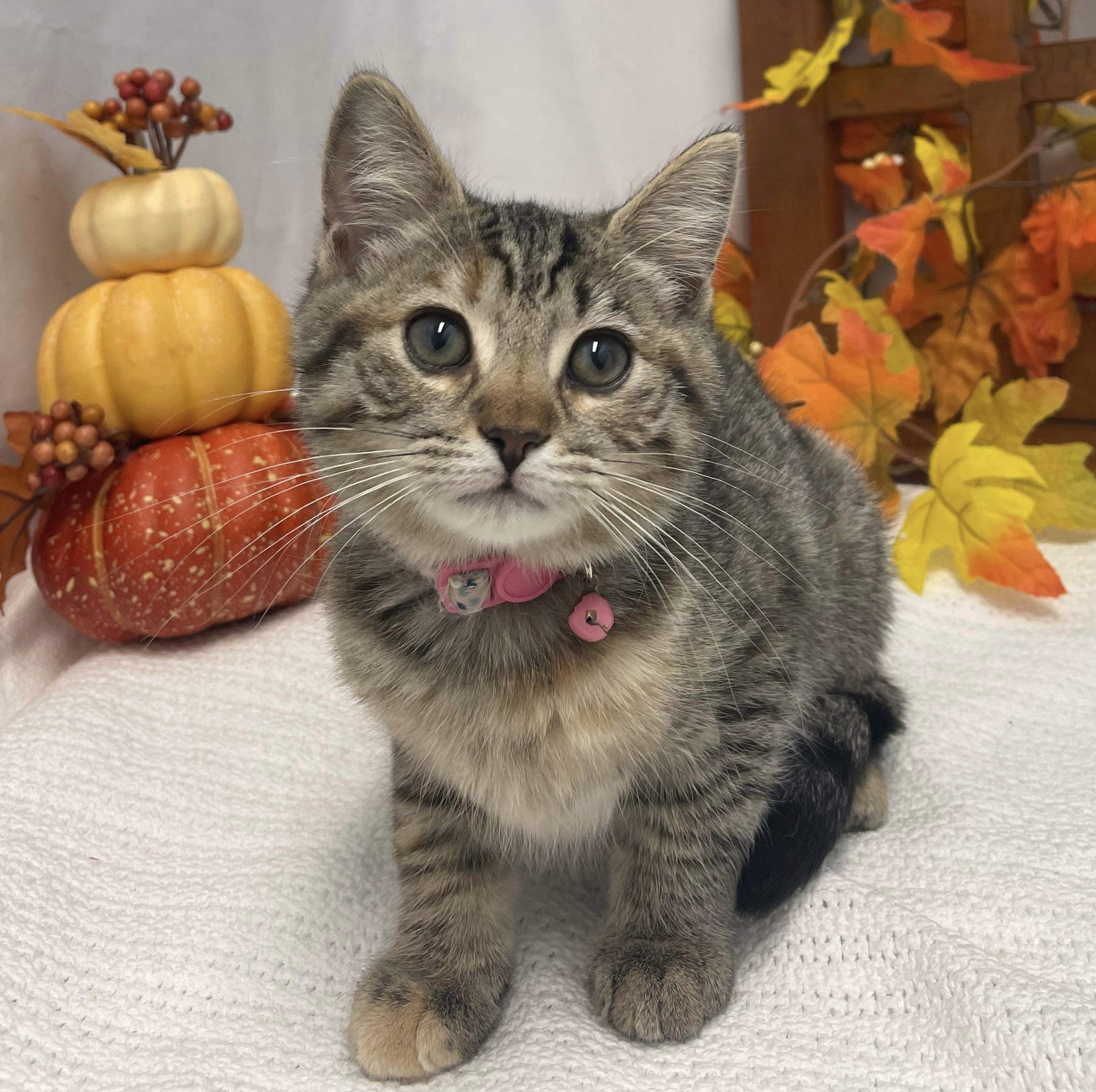 Cat adoption in Rustburg, VA 24588 Domestic Short Hair / Mixed (short