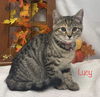 Lucy: Not at the shelter