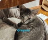 Greyson: Visit at Lynchburg PetSmart