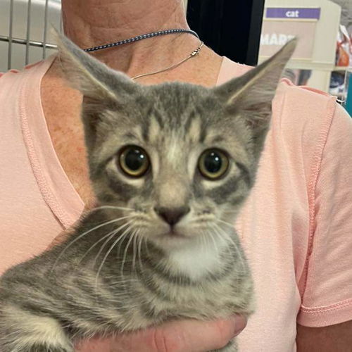 Greyson: Visit at Lynchburg PetSmart