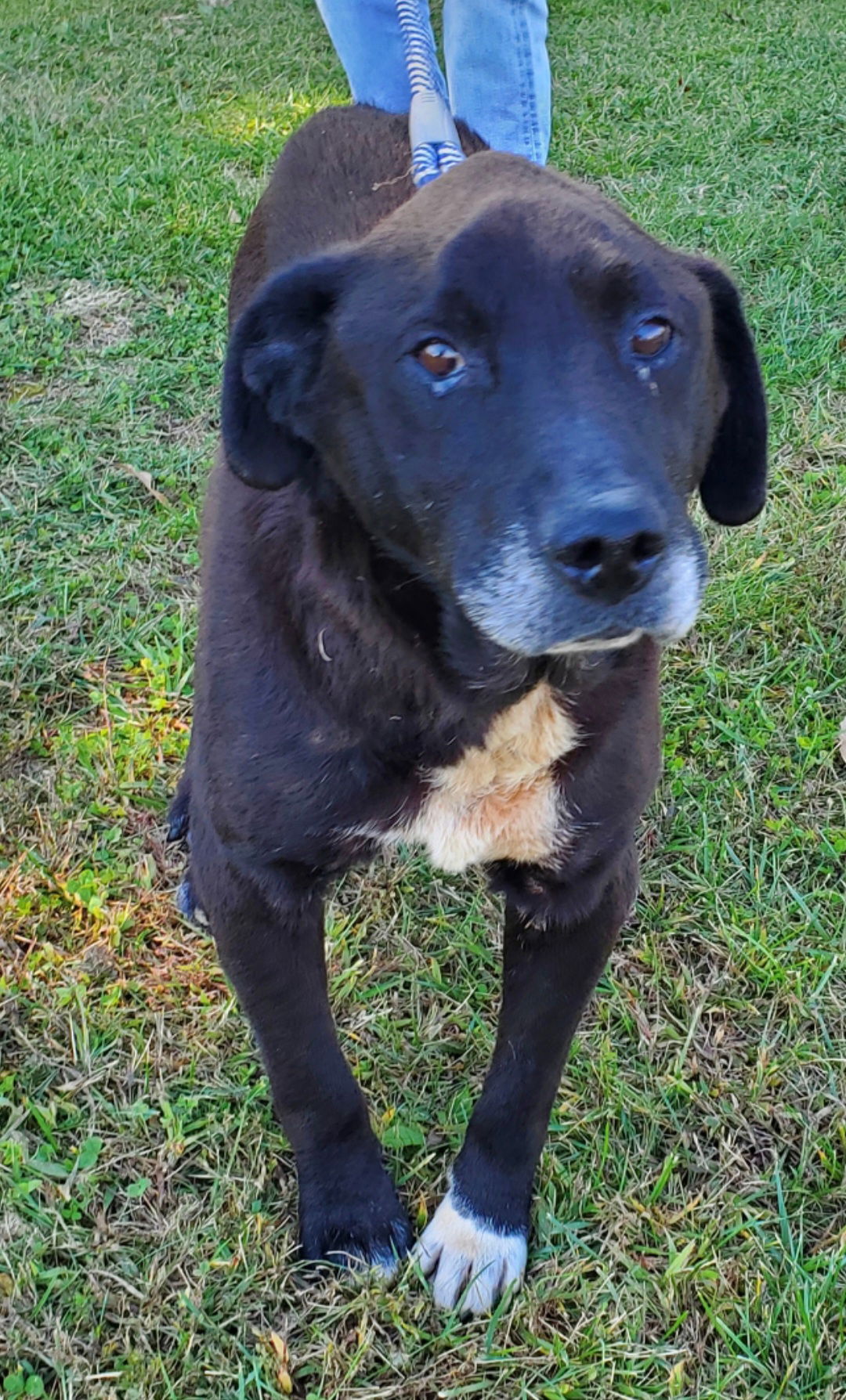 adoptable Dog in Rustburg, VA named Bear: Not at the shelter (Wendy)