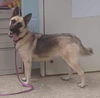Sheba: Not at the shelter