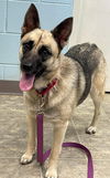 Sheba: Not at the shelter