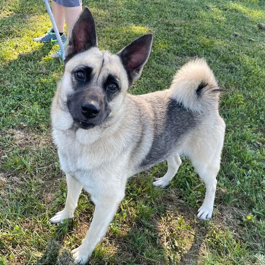 Norwegian elkhound hot sale german shepherd