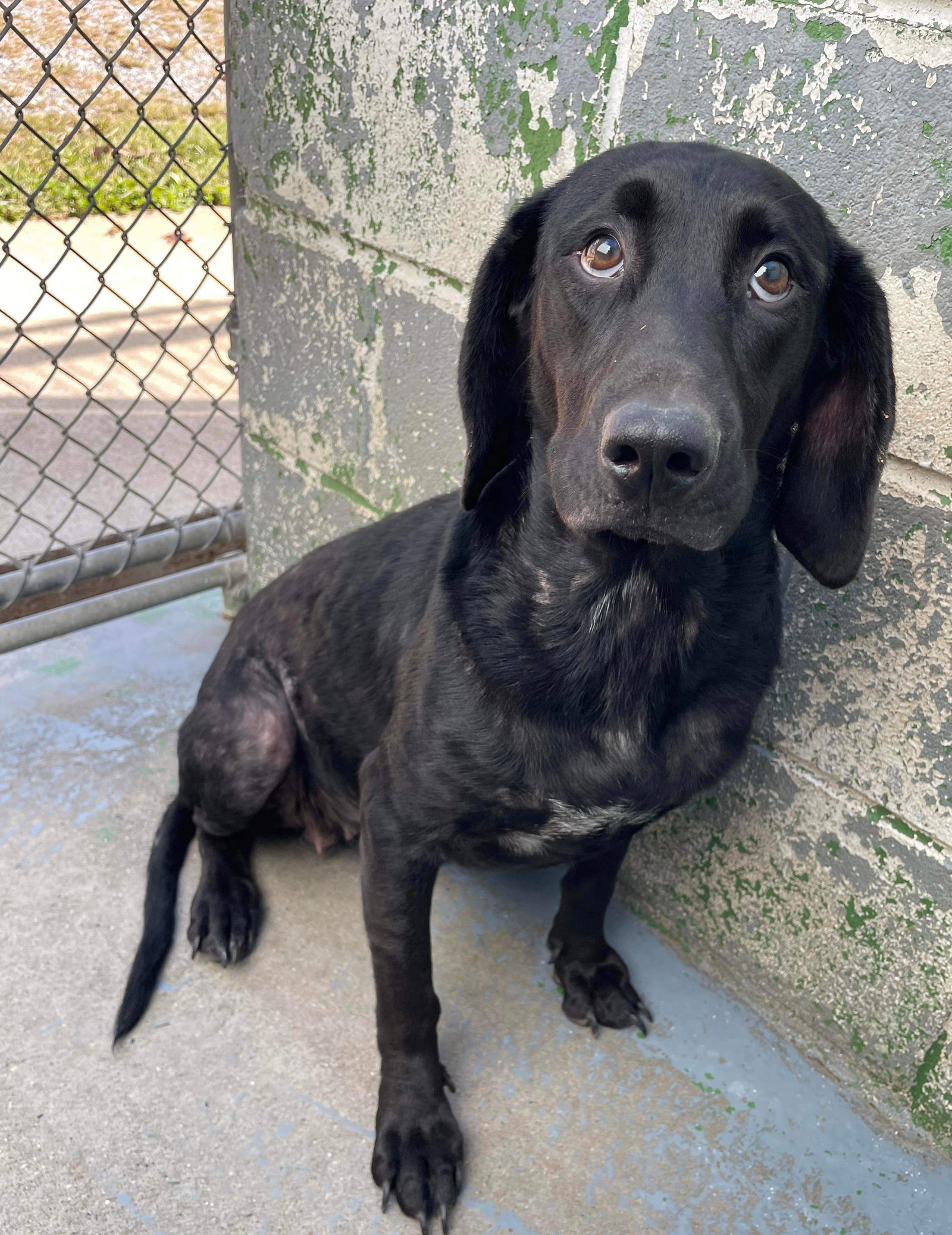 Dog for Adoption Wednesday At shelter, a Cattle Dog in City Of