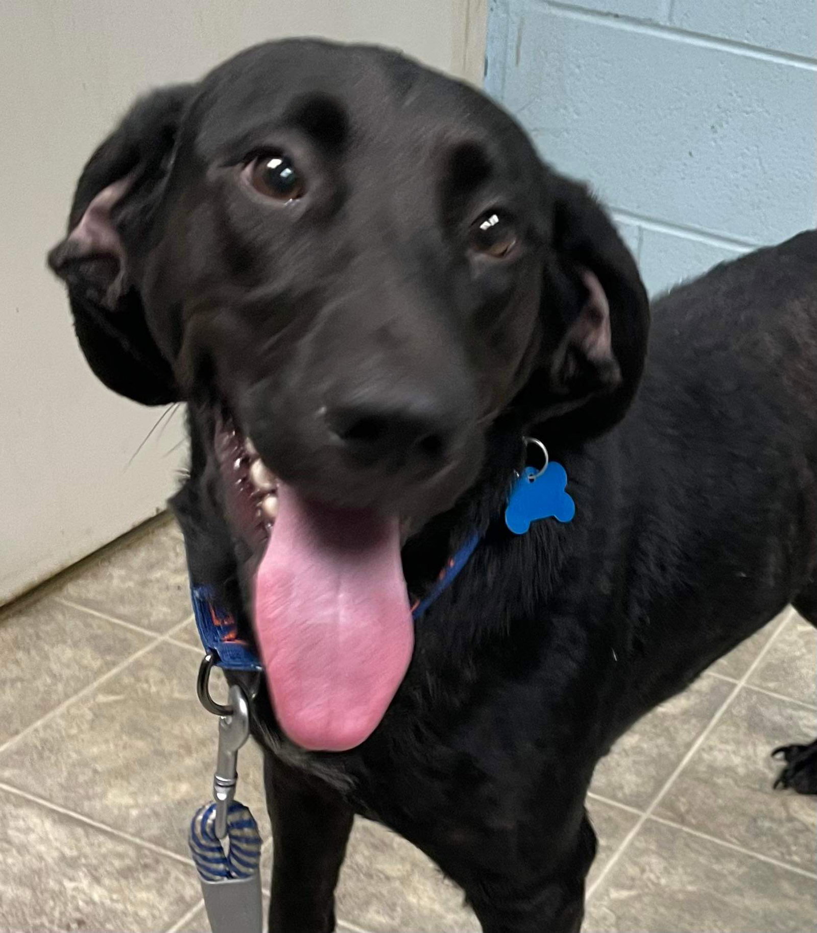 Dog for Adoption Wednesday At shelter, a Cattle Dog in City Of