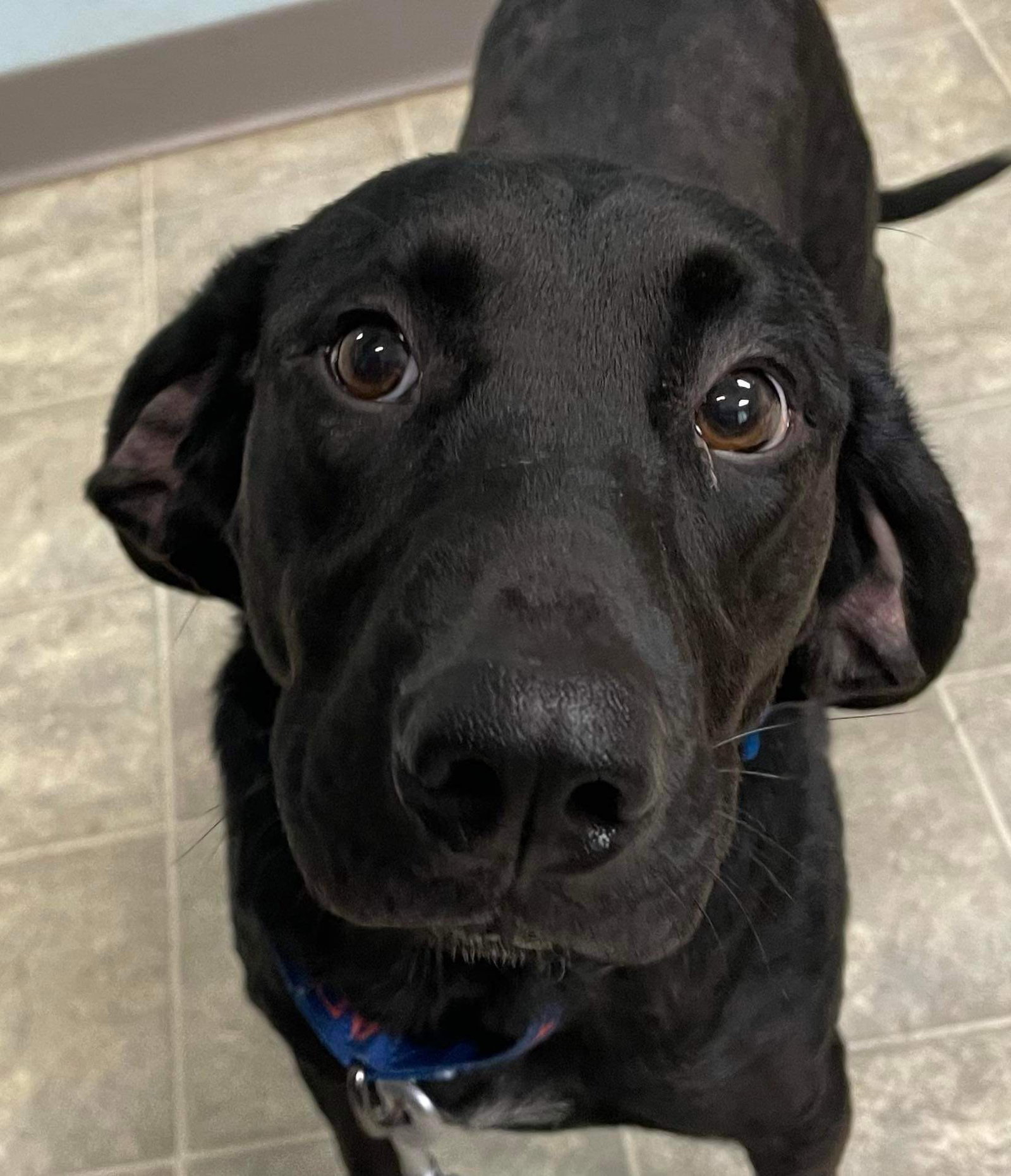 Dog for Adoption Wednesday At shelter, a Cattle Dog in City Of