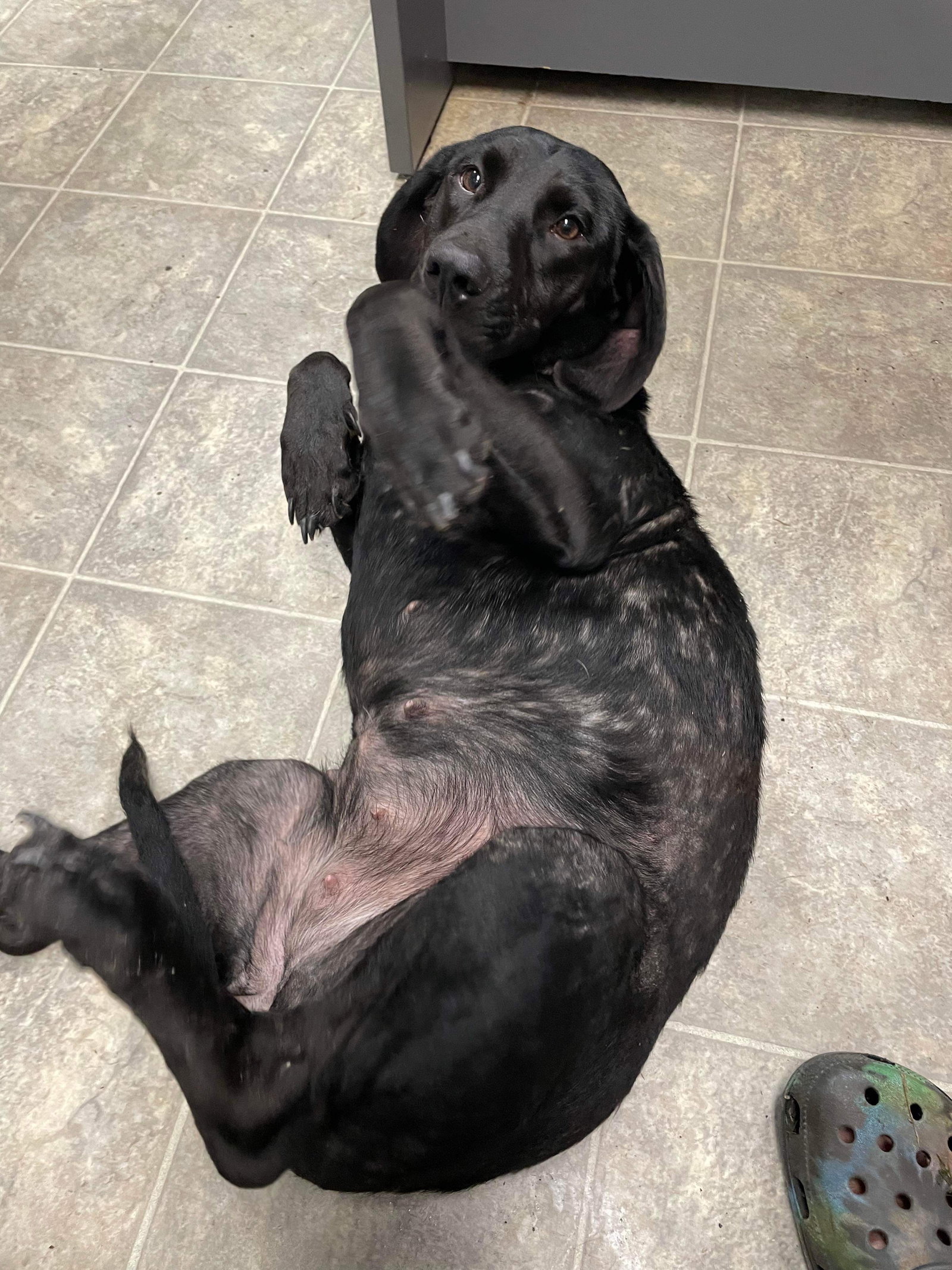 Dog for Adoption Wednesday At shelter, a Cattle Dog in City Of
