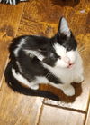 Cookie: Not at the shelter