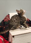 Louie: Not at the shelter.