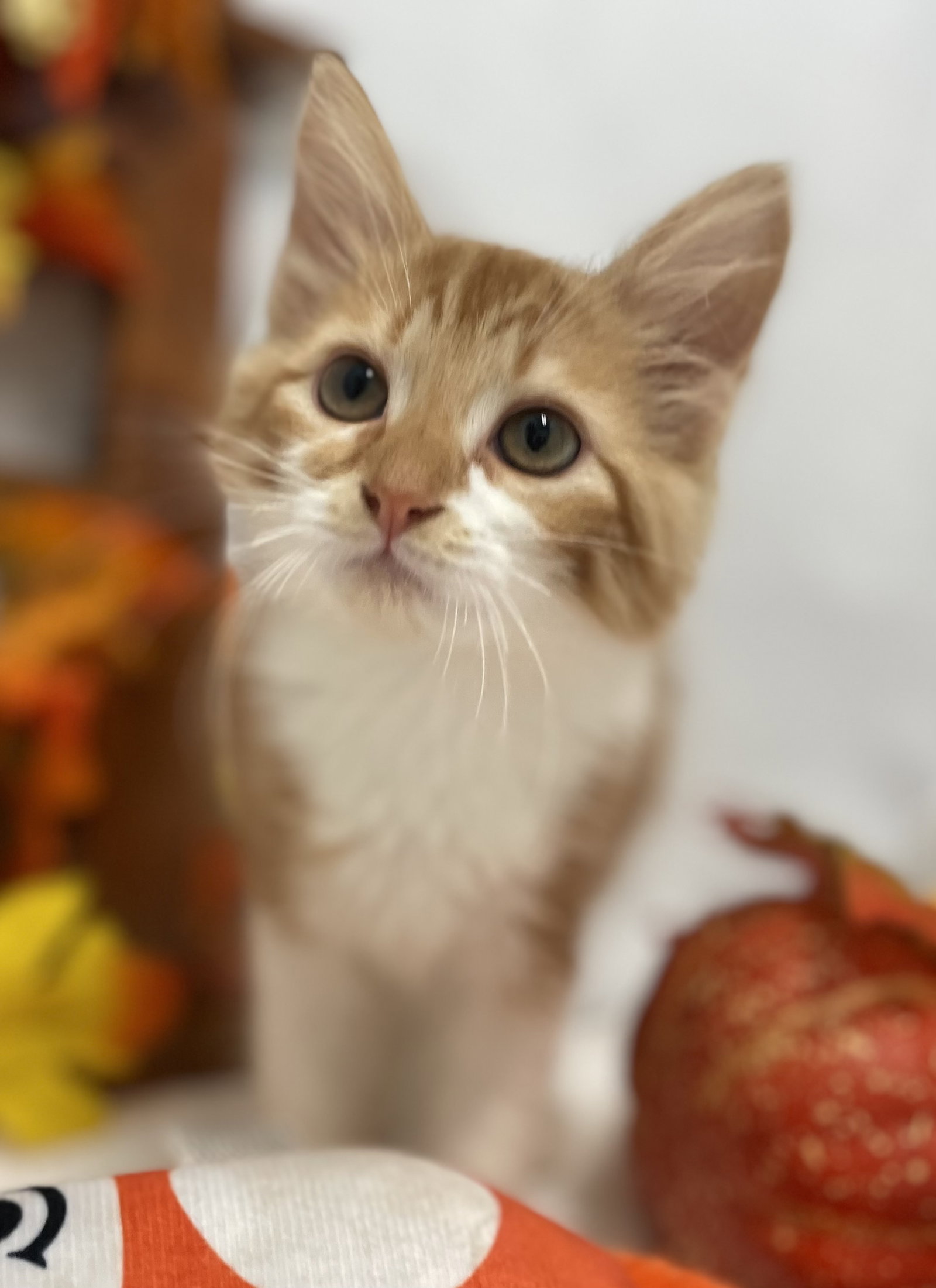 Cat adoption in Rustburg, VA 24588 Domestic Medium Hair / Mixed
