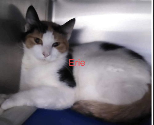 Erie:  At the shelter