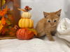 Lilo: Visit at Petsmart Lynchburg