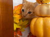 Lilo: Visit at Petsmart Lynchburg