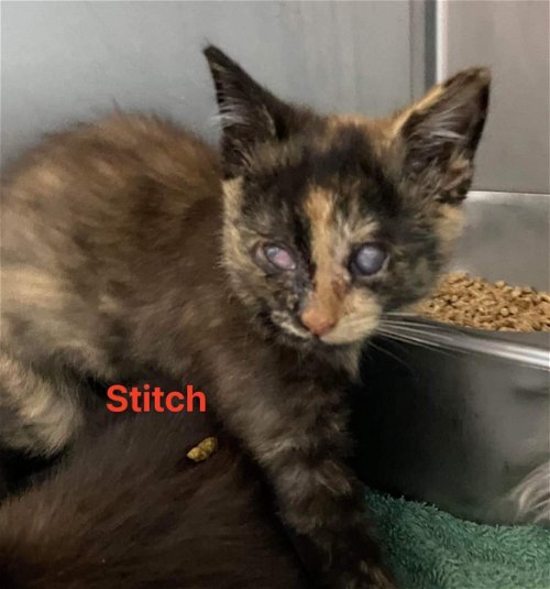 Stitch - Not at shelter