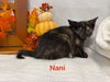 Nani: Visit at Lynchburg Petsmart