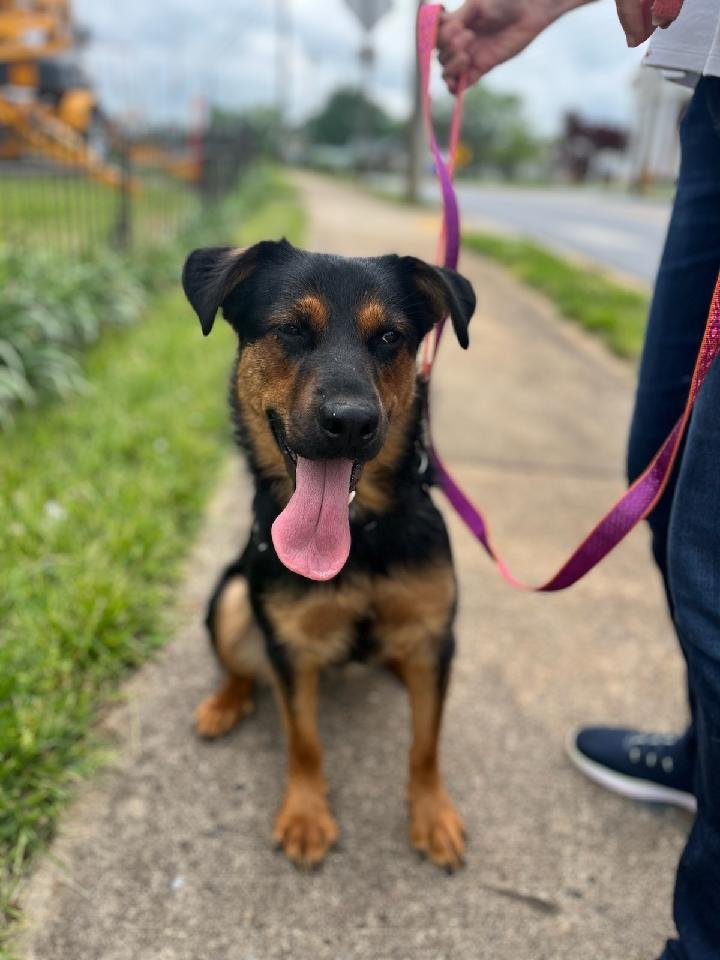 adoptable Dog in Rustburg, VA named Sango: Not at shelter