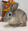 Audi (Bunny): Not At the shelter