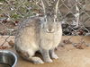 Audi (Bunny): Not At the shelter