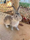 Audi (Bunny): Not At the shelter