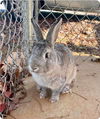 Audi (Bunny): Not At the shelter