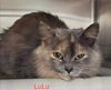 Lulu Kat: Not at shelter