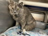 Lulu Kat: Not at shelter