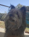 Little Miss aka Missy: Not at the shelter