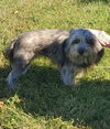Little Miss aka Missy: Not at the shelter