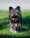 Little Miss aka Missy: Not at the shelter