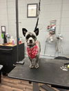 Little Miss aka Missy: Not at the shelter