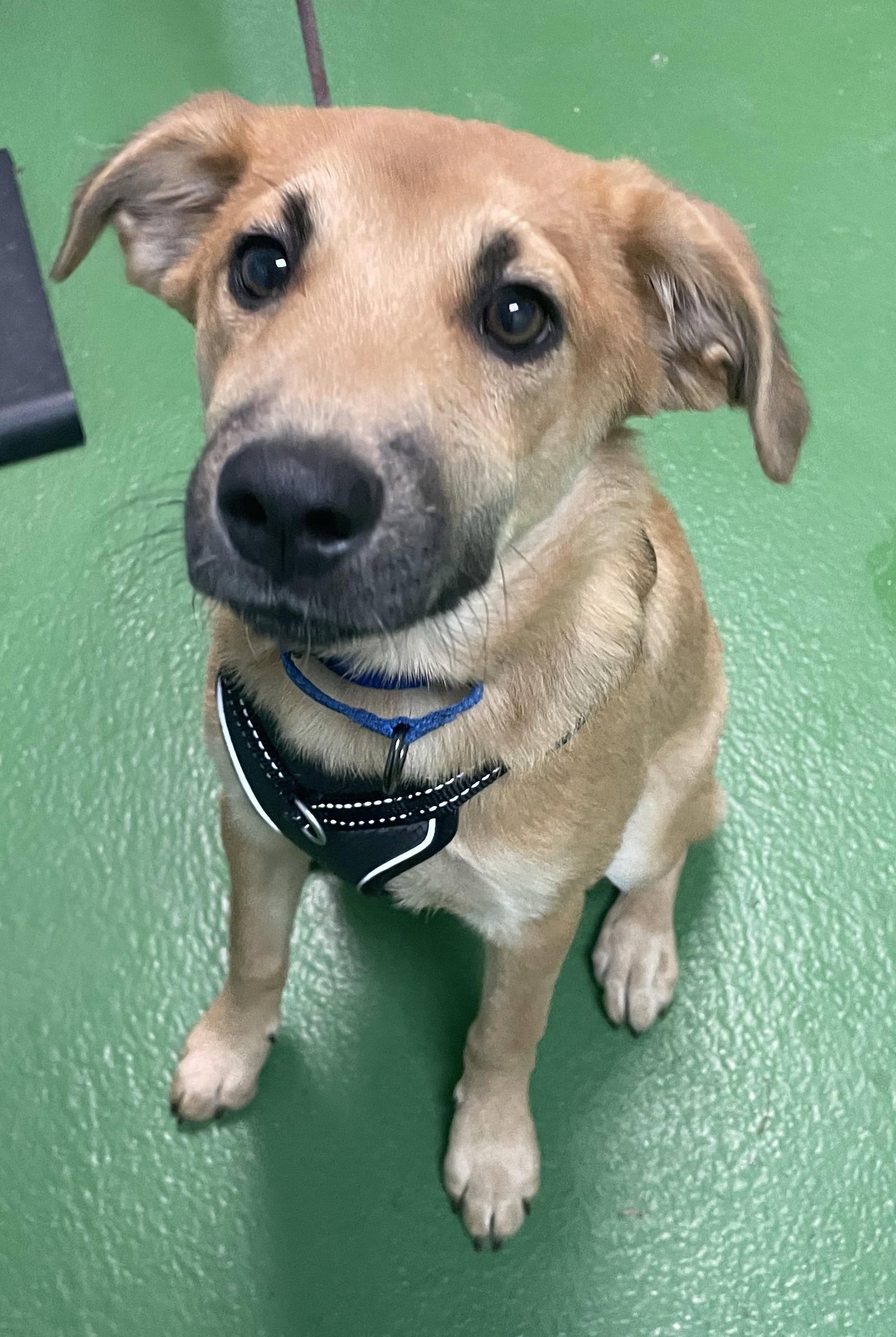 Dog for Adoption Penny (nee Spinner) Not at shelter, a German
