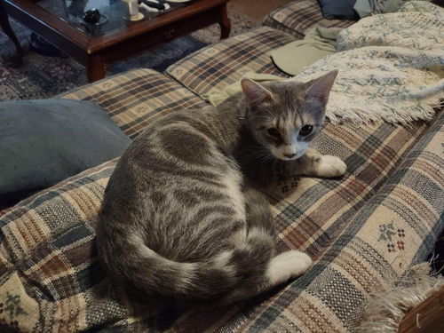 Nazuko: Not at the shelter