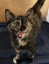 Princess Bean: visit at Petsmart in Lynchburg