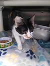 Cali (Declawed): At the shelter