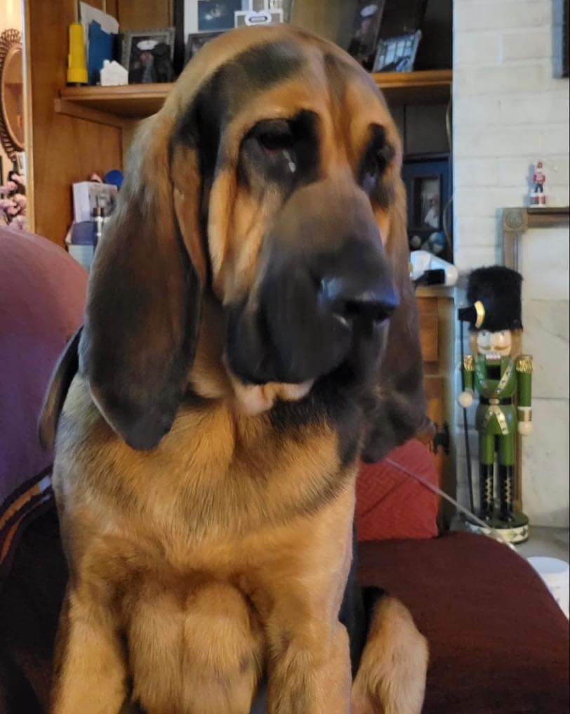 Dog for Adoption Max Not at the shelter, a Bloodhound in City Of